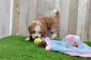 Mini Irish Doodle Puppy for Adoption