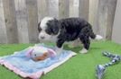 Mini Bernedoodle Puppy for Adoption