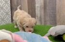 Maltipoo Pup Being Cute