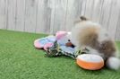 Best Pomeranian Baby
