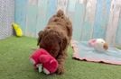 Happy Mini Goldendoodle Baby
