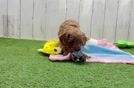 Adorable Cavalier King Charles Spaniel and Poodle Mix Poodle Mix Puppy