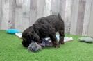 Cocker Spaniel Puppy for Adoption