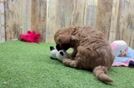 Cavapoo Pup Being Cute