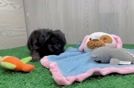 Yorkie Poo Puppy for Adoption
