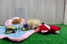 Meet Nash - our Maltipoo Puppy Video