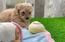 Funny Poochon Poodle Mix Pup