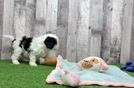 Cavapoo Puppy for Adoption
