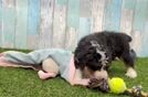 Mini Bernedoodle Puppy for Adoption