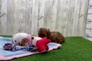 Cavapoo Pup Being Cute