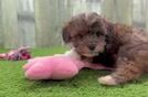 Meet Adolfo - our Maltipoo Puppy Video