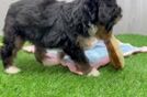Mini Bernedoodle Pup Being Cute