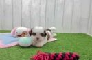 Playful Havanese Shih Tzu Mix Designer Puppy
