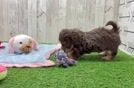 Mini Doxiedoodle Puppy for Adoption