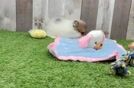 Pomeranian Puppy for Adoption