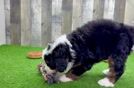 Best Mini Bernedoodle Baby