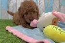 Best Mini Goldendoodle Baby