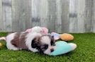 Shih Tzu Pup Being Cute
