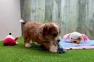 Aussiechon Puppy for Adoption