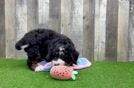 Meet Migo - our Mini Bernedoodle Puppy Video