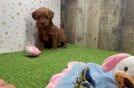 Small Mini Goldendoodle Baby