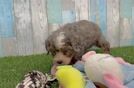 Fluffy Mini Bernedoodle Poodle Mix Pup