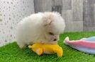 Little Maltese Pom Designer Puppy