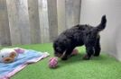 Energetic Mini Bernepoo Poodle Mix Puppy