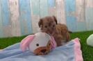 Yorkie Poo Pup Being Cute