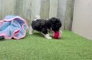 Meet Funyun - our Poochon Puppy Video