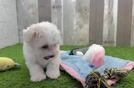 Best Maltese Baby
