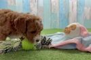 Cavapoo Puppy for Adoption