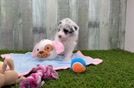 Best Mini Aussiedoodle Baby