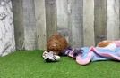 Poodle Puppy for Adoption