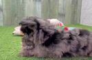 Meet Drama - our Mini Aussiedoodle Puppy Video