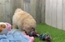 Maltipoo Pup Being Cute