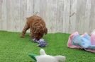 Meet Kai - our Poodle Puppy Video