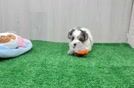 Energetic Shihpoo Poodle Mix Puppy