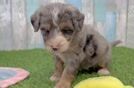 Friendly Mini Bernedoodle Baby