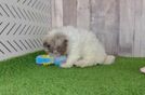 Friendly Poodle Purebred Pup