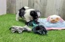 Meet Capri - our Teddy Bear Puppy Video