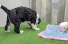 Mini Bernedoodle Pup Being Cute
