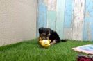 Meet Elmo - our Yorkie Poo Puppy Video