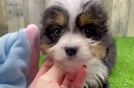 Mini Bernedoodle Pup Being Cute