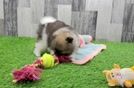 Pomeranian Pup Being Cute