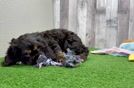 Cocker Spaniel Puppy for Adoption