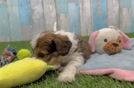 Cavachon Puppy for Adoption