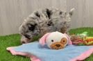 Best Mini Bernedoodle Baby