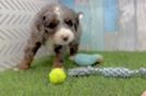 Mini Bernedoodle Pup Being Cute