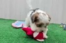 Shih Poo Pup Being Cute